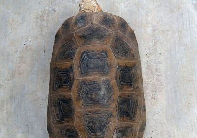 Indotestudo travancorica – Travancore-Landschildkröte