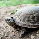 Alamos-Klappschildkr&ouml;te, Kinosternon alamosae &ndash; &copy; Dr. Ernesto Raya-Garcia
