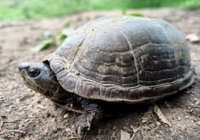 Alamos-Klappschildkröte, Kinosternon alamosae, – © Dr. Ernesto Raya-Garcia Alamos-Klappschildkröte, Kinosternon alamosae, – © Dr. Ernesto Raya-Garcia
