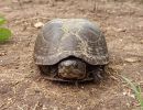 Alamos-Klappschildkr&ouml;te, Kinosternon alamosae &ndash; &copy;&nbsp;F. Daniel Antelo-Barbosa