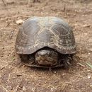 Alamos-Klappschildkr&ouml;te, Kinosternon alamosae &ndash; &copy;&nbsp;F. Daniel Antelo-Barbosa