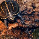 Dreistreifen-Klappschildkröte, Kinosternon baurii, ein Jungtier – © Hilmar Hufer