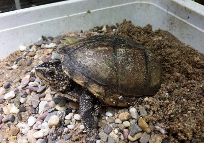 Dreistreifen-Klappschildkröte, Kinosternon baurii, – © Hilmar Hufer