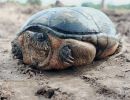 Cora-Klappschildkr&ouml;te, Kinosternon cora, ein ausgewachsenes Weibchen aus Rosamorada, Nayarit, Mexiko (81,15 mm CL). &ndash; &copy;&nbsp;Jesus A. Loc-Barragan