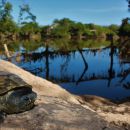 Cora-Klappschildkr&ouml;te, Kinosternon cora, ein ausgewachsenes M&auml;nnchen &ndash; &copy;&nbsp;Jesus A. Loc-Barragan