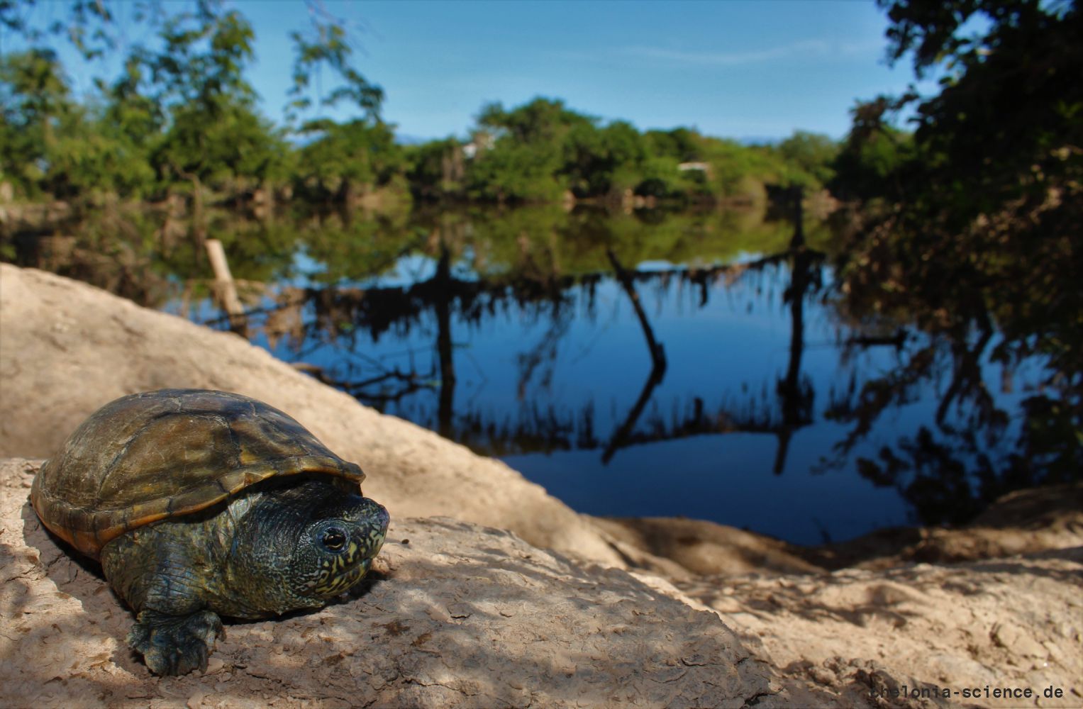 Cora-Klappschildkröte, Kinosternon cora, – © Jesus A. Loc-Barragan