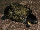 Cora-Klappschildkr&ouml;te, Kinosternon cora, ein Exemplar aus der N&auml;he von Escuinapa de Hidalgo&nbsp;im mexikanischen Bundesstaat&nbsp;Sinaloa &ndash; &copy;&nbsp;Jesus A. Loc-Barragan