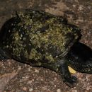 Cora-Klappschildkr&ouml;te, Kinosternon cora, ein Exemplar aus der N&auml;he von Escuinapa de Hidalgo&nbsp;im mexikanischen Bundesstaat&nbsp;Sinaloa &ndash; &copy;&nbsp;Jesus A. Loc-Barragan
