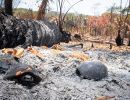 Rotwangen-Klappschildkröte, Kinosternon cruentatum, bei einem gezielt gelegten Waldbrand verbrannte Tiere – © Jonathan Rogelio Chávez-Sánchez