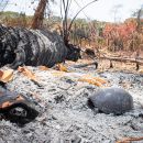 Rotwangen-Klappschildkröte, Kinosternon cruentatum, bei einem gezielt gelegten Waldbrand verbrannte Tiere – © Jonathan Rogelio Chávez-Sánchez