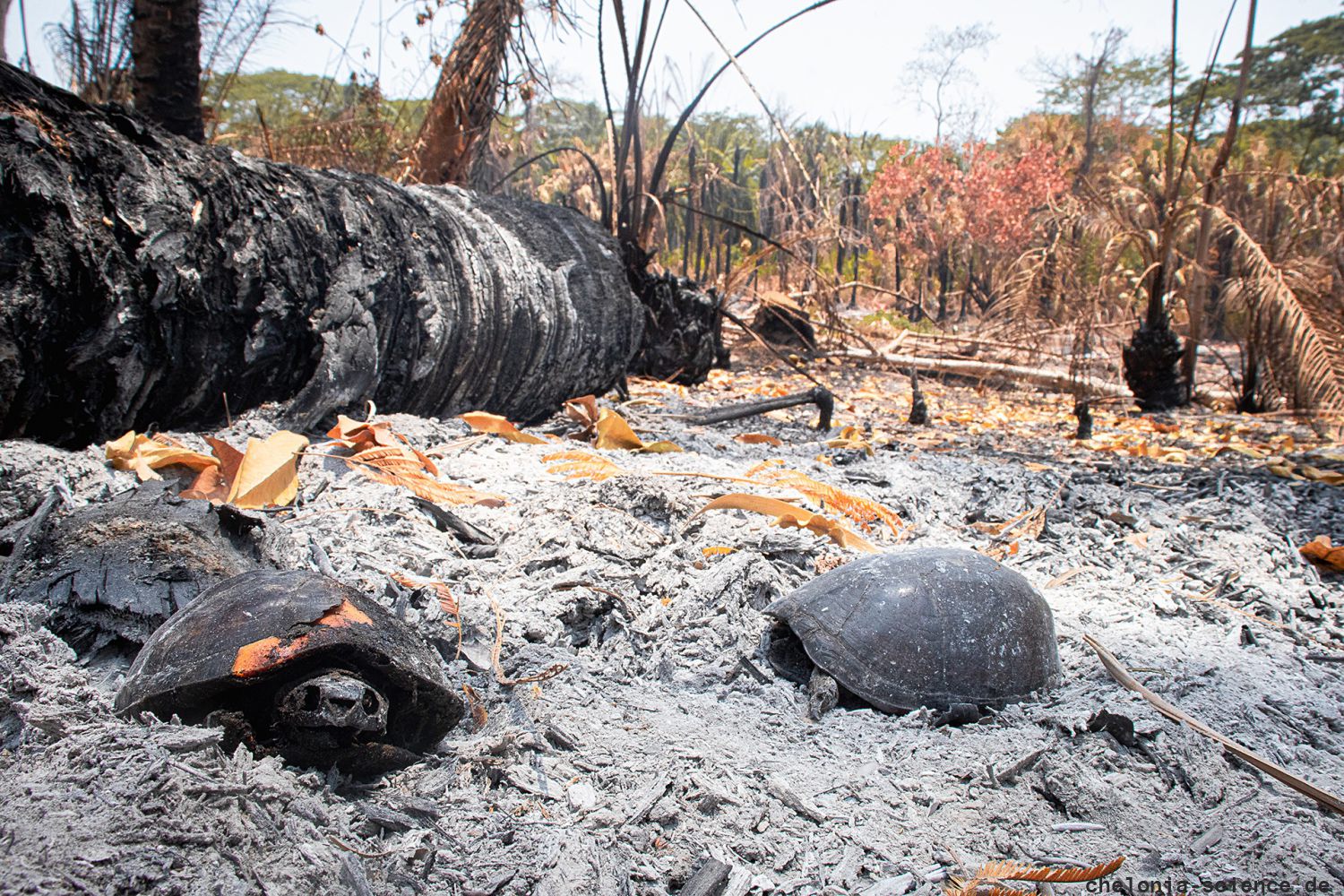 Rotwangen-Klappschildkröte, Kinosternon cruentatum, bei einem gezielt gelegten Waldbrand verbrannte Tiere – © Jonathan Rogelio Chávez-Sánchez