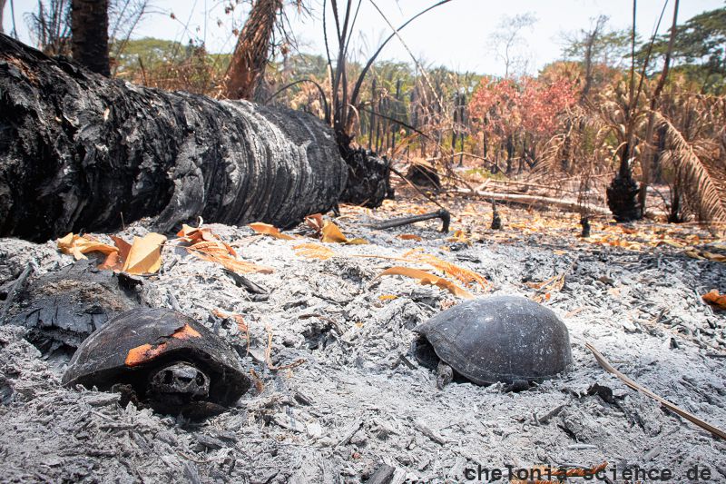 Rotwangen-Klappschildkröte, Kinosternon cruentatum, bei einem gezielt gelegten Waldbrand verbrannte Tiere – © Jonathan Rogelio Chávez-Sánchez Rotwangen-Klappschildkröte, Kinosternon cruentatum, bei einem gezielt gelegten Waldbrand verbrannte Tiere – © Jonathan Rogelio Chávez-Sánchez