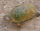 Durango-Klappschildkr&ouml;te, Kinosternon durangoense, &ndash; &copy;&nbsp;Jesus A. Loc-Barragan