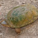 Durango-Klappschildkr&ouml;te, Kinosternon durangoense, &ndash; &copy;&nbsp;Jesus A. Loc-Barragan