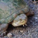 Durango-Klappschildkr&ouml;te, Kinosternon durangoense, &ndash; &copy;&nbsp;Jesus A. Loc-Barragan