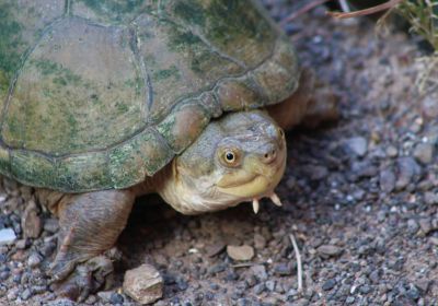 Kinosternon durangoense – Durango-Klappschildkröte