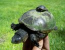 Gelbliche Klappschildkröte, Kinosternon flavescens, Muttertier mit Jungtier – © John B. Iverson