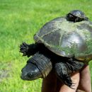 Gelbliche Klappschildkröte, Kinosternon flavescens, Muttertier mit Jungtier – © John B. Iverson