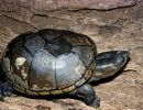 Gelbliche Klappschildkröte, Kinosternon flavescens, adultes weibliches Exemplar aus der Untersuchungspopulation – © John B. Iverson
