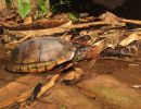 Chiapas-Klappschildkröte, Kinosternon scorpioides abaxillare, – © Eduardo Reyes-Grajales