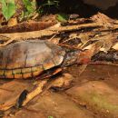 Chiapas-Klappschildkröte, Kinosternon scorpioides abaxillare, – © Eduardo Reyes-Grajales