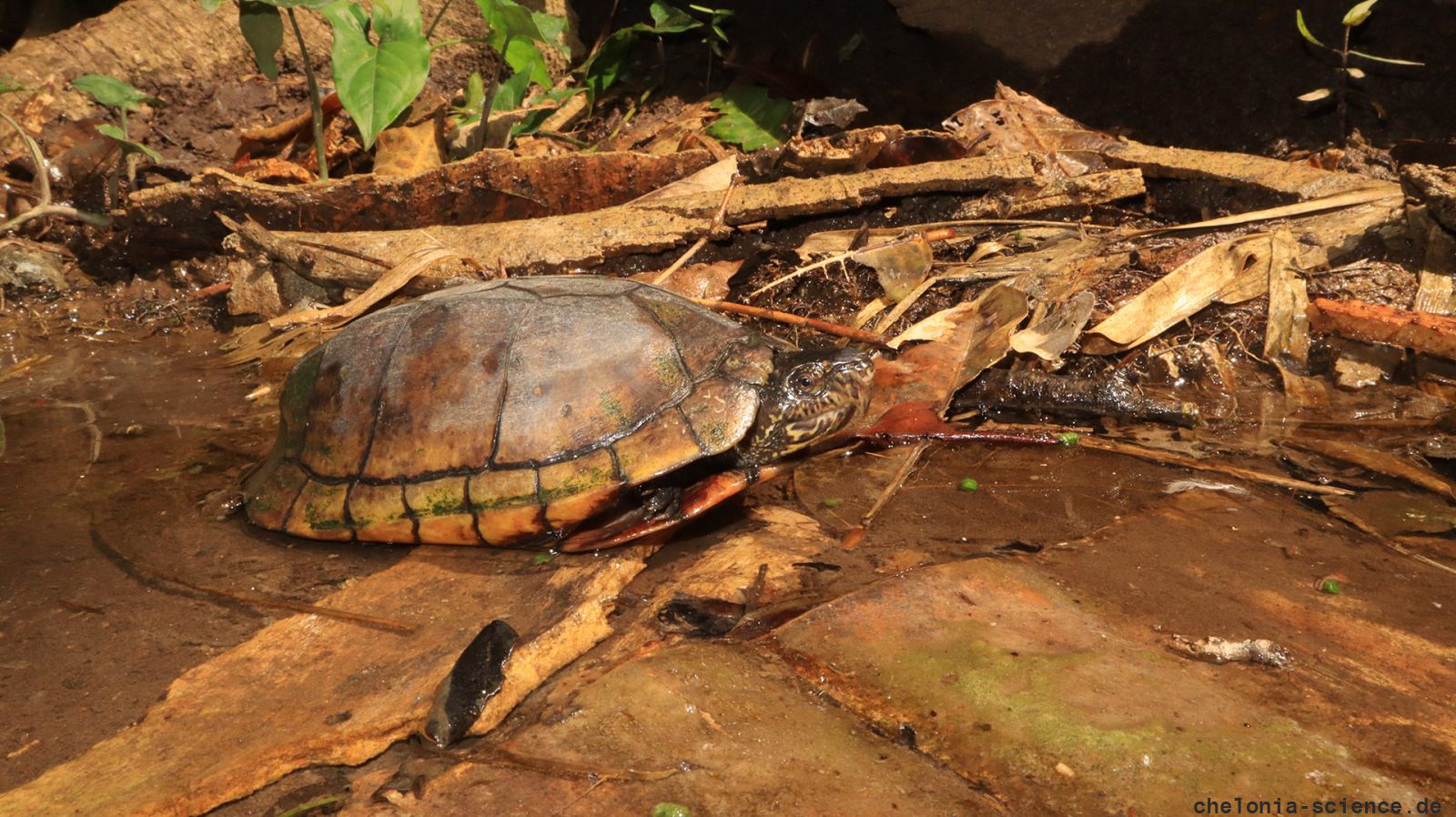 Chiapas-Klappschildkröte, Kinosternon scorpioides abaxillare, – © Eduardo Reyes-Grajales