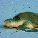 Atlantik-Bastardschildkröte, Lepidochelys kempii, – © Sando L. Bonatto