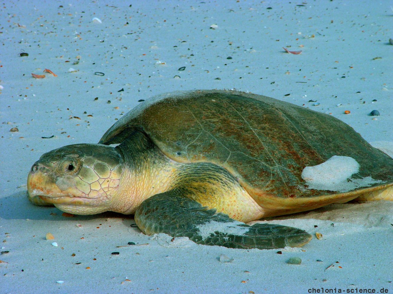 Atlantik-Bastardschildkröte, Lepidochelys kempii, – © Sando L. Bonatto
