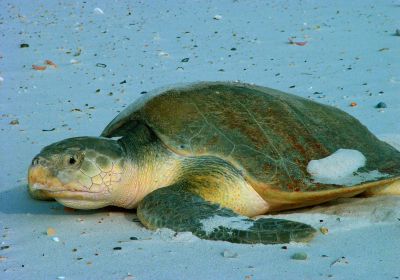 Atlantik-Bastardschildkröte, Lepidochelys kempii, – © Sando L. Bonatto