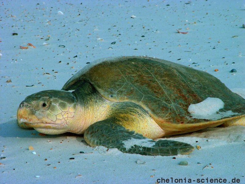 Atlantik-Bastardschildkröte, Lepidochelys kempii, – © Sando L. Bonatto Atlantik-Bastardschildkröte, Lepidochelys kempii, – © Sando L. Bonatto