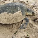 Atlantik-Bastardschildkröte, Lepidochelys kempii, – © Saskia Mück