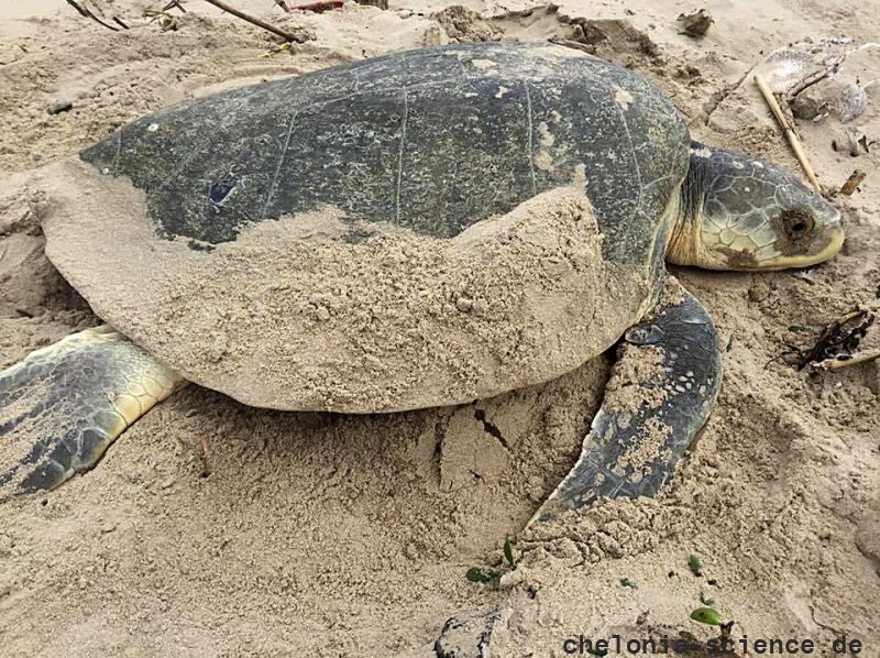 Atlantik-Bastardschildkröte, Lepidochelys kempii, – © Saskia Mück Atlantik-Bastardschildkröte, Lepidochelys kempii, – © Saskia Mück