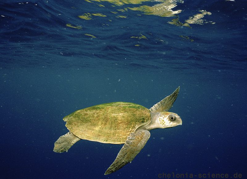 Oliv-Bastardschildkröte, Lepidochelys olivacea, – © Sando L. Bonatto Oliv-Bastardschildkröte, Lepidochelys olivacea, – © Sando L. Bonatto