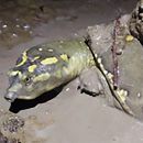 Indische Klappen-Weichschildkröte, Lissemys punctata, – © Jonathan Hakim (Herpetological Conservation and Biology 20(2): 413-437) Indische Klappen-Weichschildkröte, Lissemys punctata, – © Jonathan Hakim (Herpetological Conservation and Biology 20(2): 413-437)