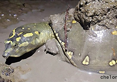 Indische Klappen-Weichschildkröte, Lissemys punctata, – © Hans-Jürgen Bidmon