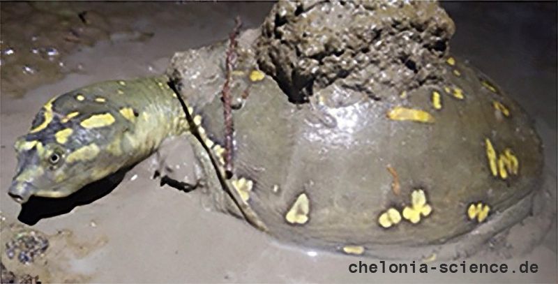 Indische Klappen-Weichschildkröte, Lissemys punctata, – © Jonathan Hakim (Herpetological Conservation and Biology 20(2): 413-437) Indische Klappen-Weichschildkröte, Lissemys punctata, – © Jonathan Hakim (Herpetological Conservation and Biology 20(2): 413-437)