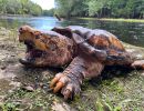 Suwannee-Geierschildkröte, Macrochelys suwanniensis, – © Travis M. Thomas