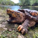 Suwannee-Geierschildkröte, Macrochelys suwanniensis, – © Travis M. Thomas