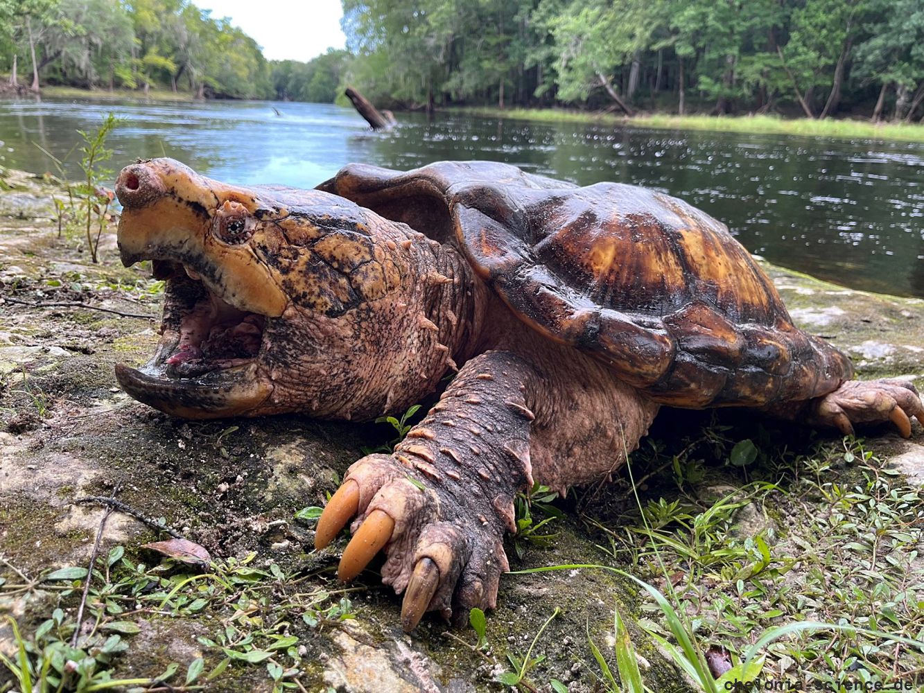 Suwannee-Geierschildkröte, Macrochelys suwanniensis, – © Travis M. Thomas