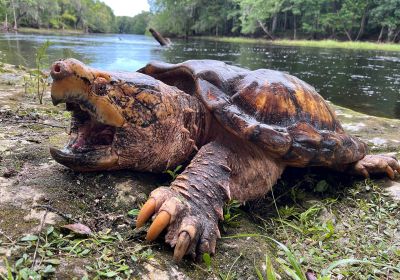 Suwannee-Geierschildkröte, Macrochelys suwanniensis, – © Travis M. Thomas