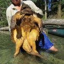 Geierschildkröte, Macrochelys temminckii, – © Dick Bartlett