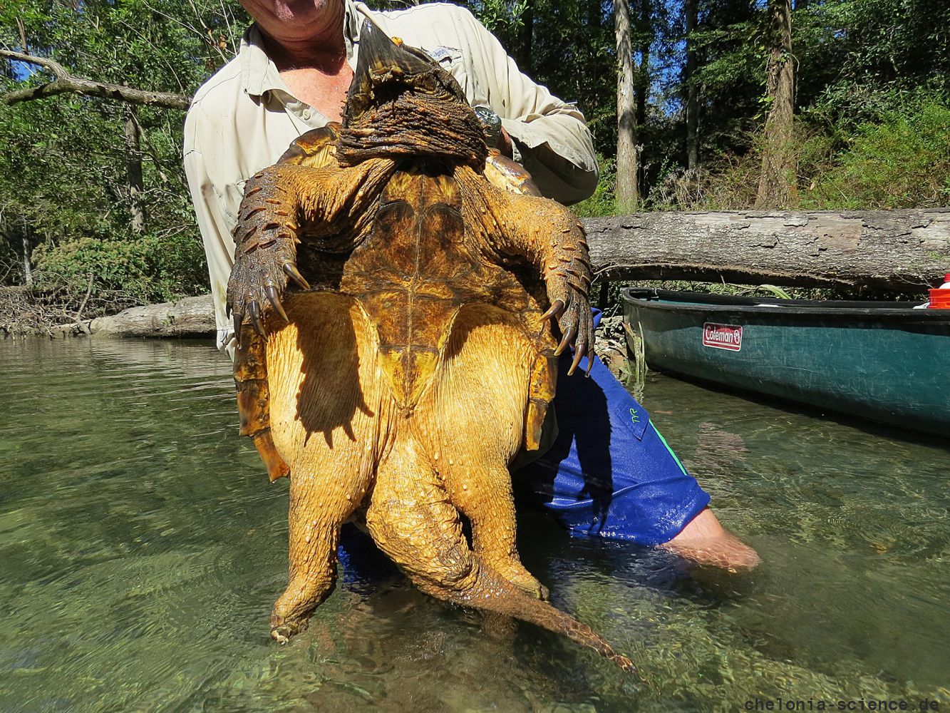 Geierschildkröte, Macrochelys temminckii, – © Dick Bartlett