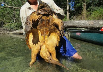 Geierschildkröte, Macrochelys temminckii, – © Dick Bartlett