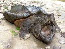 Geierschildkr&ouml;te,&nbsp;Macrochelys temminckii, &ndash; &copy; Brad M. Glorioso