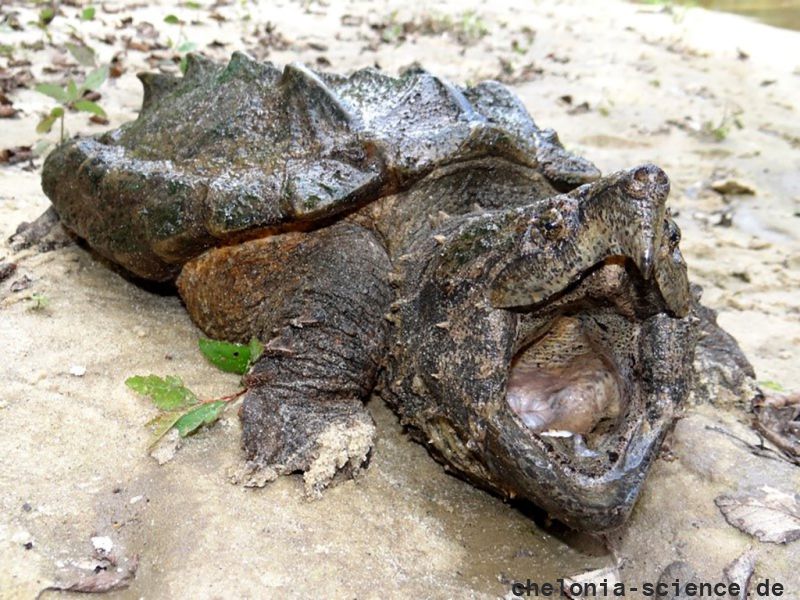 Geierschildkröte, Macrochelys temminckii, – © Brad M. Glorioso Geierschildkröte, Macrochelys temminckii, – © Brad M. Glorioso