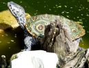 Diamantschildkröte, Malaclemys terrapin, – © Hans-Jürgen Bidmon