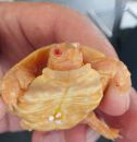 Spaltenschildkr&ouml;ten Albino-Schl&uuml;pfling, Malacochersus tornieri,&nbsp; &ndash; &copy; Hans-J&uuml;rgen Bidmon