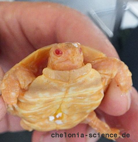 Spaltenschildkröten Albino-Schlüpfling, Malacochersus tornieri,  – © Hans-Jürgen Bidmon