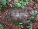 Braune Landschildkröte, Manouria emys emys, – © Try Surya Harapan