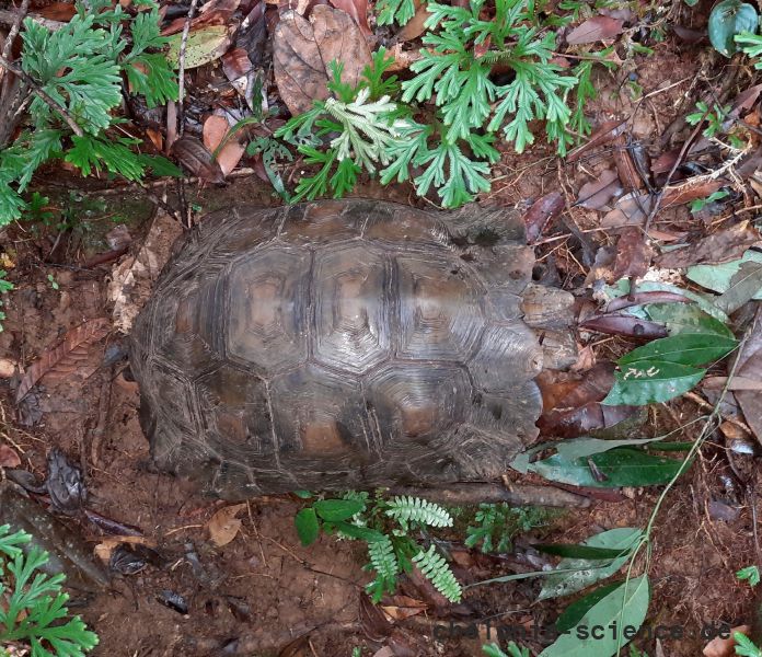 Braune Landschildkröte, Manouria emys emys, – © Try Surya Harapan Braune Landschildkröte, Manouria emys emys, – © Try Surya Harapan